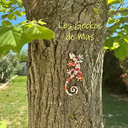 La Des Geckos De